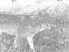 wolf Ibe Ndị Nwere Agba Agba